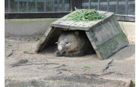 【ふるさと納税】五月山動物園　ウォンバットグッズD