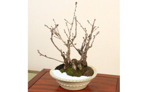 植木 盆栽の人気商品 通販 価格比較 価格 Com