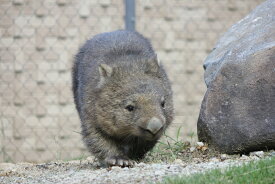 【ふるさと納税】五月山動物園　オリジナルグッズAセット