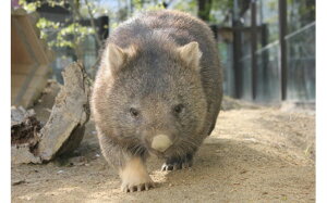 yӂ邳Ɣ[Łz܌R@EHobgObYBZbg