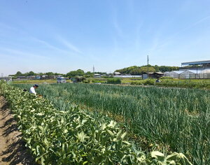 広々とした玉ねぎ畑