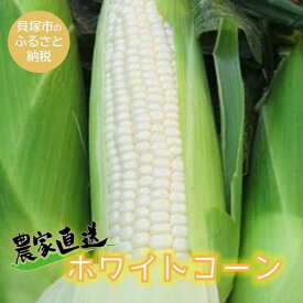 【ふるさと納税】貝塚市産ホワイトコーンM・Lサイズ8～12本 重さ：約3.5kg～4kg（2024年7月上旬～発送）