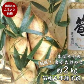 【ふるさと納税】貝塚市木積産　幻の朝掘り白子筍約2kg（竹籠入り）