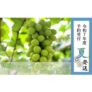 yӂ邳Ɣ[ŁzyLˎsYzIVC}XJbg 800gȏ@2025N8蔭 | ʌ s\ \ Ԃǂ uhE   t[c ʕ 嗱  Mtg  L
