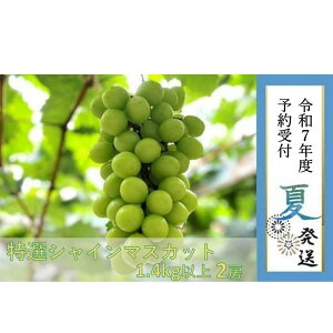 yӂ邳Ɣ[ŁzyLˎsYzIVC}XJbg2[ 1.4kgȏ@2025N8蔭 | ʌ s\ \ Ԃǂ uhE   t[c ʕ 嗱  Mtg 