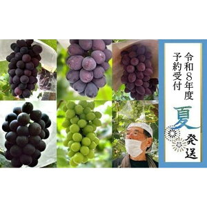 yӂ邳Ɣ[Łz2026N st 8{yLˎsYzԂǂ3l4`5[ 2.4kg | ʌ s\ \ Ԃǂ uhE   t[c ʕ 嗱  