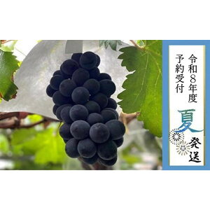 yӂ邳Ɣ[Łz2026N s\8{yLˎsYzIubNr[g2[ 1.4kgȏ | ʌ s\ \ Ԃǂ uhE   t[c ʕ 嗱  M