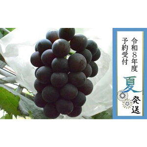 yӂ邳Ɣ[Łz2026Nst8{yLˎsYzIO[XN[l750gȏ | ʌ s\ \ Ԃǂ uhE   t[c ʕ 嗱  Mtg 