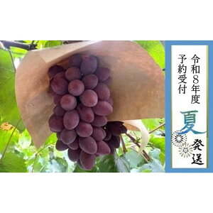 yӂ邳Ɣ[Łz2026N st7{yLˎsYzTj[[W3`4[@1.3kgȏ | ʌ s\ \ Ԃǂ uhE   t[c ʕ 嗱  Mtg 