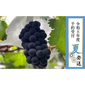 yӂ邳Ɣ[Łz2026N s\8{yLˎsYzIubNr[g1[ 700gȏ