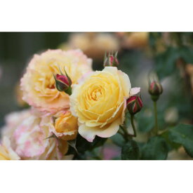 【ふるさと納税】「京阪園芸」のバラの鉢植え(未開花)　2鉢セット【1351042】