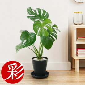 【ふるさと納税】観葉植物 モンステラ 6号セラアート鉢 ブラック/ホワイト【配送不可地域：離島・沖縄県】【G1707555】