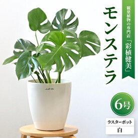 【ふるさと納税】観葉植物 モンステラ 6号鉢 ラスターポット(白)鉢カバー付き【配送不可地域：離島・沖縄県】【1707570】