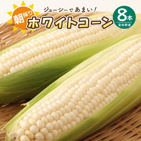 【ふるさと納税】【先行予約】 朝採り ホワイトコーン 8本 セット とうもろこし 産地直送 旬 ジューシー 甘い シャキシャキ食感 泉佐野産 鮮度 バーベキュー 野菜 コーン 白いとうもろこし 食品 食べ物 お取り寄せ 大阪府 泉佐野市 送料無料