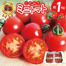 【ふるさと納税】先行予約 こだわり ミニトマト 4パック 合計 約 1kg 新鮮 食べごろ 好評 まるでフルーツ 甘い 厳選 期間限定 数量限定 野菜 トマト サラダ 食べ物 食品 お取り寄せ 冷蔵 カピバラファーム 泉佐野産 国産 大阪府 泉佐野市 送料無料