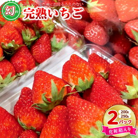 【ふるさと納税】【先行予約】 期間限定 いちご 250g / 200g × 2パック 化粧箱入り 特別規格 朝摘み 完熟いちご 国産 泉佐野市産 フルーツ 果物 化粧箱 直送 甘い 濃い 食品 食べ物 ギフト プレゼント お取り寄せ 泉佐野市 辻農園 冷蔵 送料無料