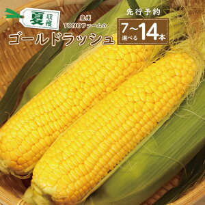 【ふるさと納税】【先行予約】 \内容量が選べる/ ゴールドラッシュ 7本 / 14本 セット 朝採れ 新鮮 泉佐野市産 とうもろこし 数量限定 夏収穫 甘みが強い 粒皮がやわらかい 泉州TONOファー