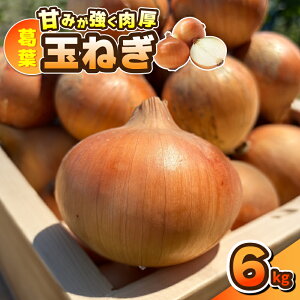 【ふるさと納税】【先行予約】 葛葉玉ねぎ 6kg 10〜15玉 玉ねぎ 野菜 泉佐野産 国産 泉州野菜 泉州たまねぎ ジューシー 甘い みずみずしい 鮮度抜群 肉厚 食品 オニオン サラダ スープ 生姜焼