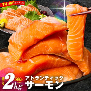 yӂ邳Ɣ[ŁzTVŏЉ! AgeBbNT[ 500g ` 2kg  󂠂 TCYs hg |[V ubN  T[  ^pbN  CN   H   Ⓚ 
