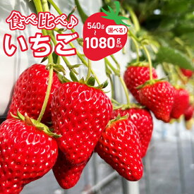 【ふるさと納税】【先行予約】 完熟新鮮 いちご 食べ比べ 選べる 2パック 4パック 旬のフルーツ デザート スイーツ 産地直送 お取り寄せ グルメ ギフト用 贈り物 朝摘み 厳選 国産 ご褒美 大阪府 泉佐野市 送料無料