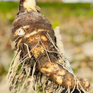 yӂ邳Ɣ[ŁzGIƂ񂾂΂₵̊CV@`ߘȃ另Ռ[i`y1431918z