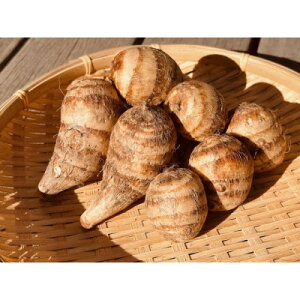 yӂ邳Ɣ[ŁzGIxcт̊CV̑ 5kg×1y1677519z