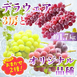 �y�ӂ邳�Ɣ[�Łz�y2026�N7�����{�`���������z �f���E�G�A3�[�ƃI���W�i���i�킨�܂���2�� ��1.7kg �����I���W�i���Ԃǂ��� l �l�ߍ��킹 �� �����I���W�i���Ԃǂ��� �I���W�i���i��܂� ��