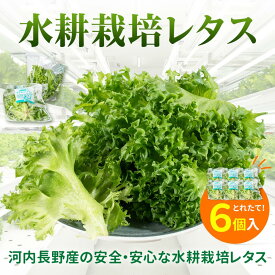 【ふるさと納税】レタス 6個 ＜選べる！お届け回数＞ 水耕栽培 河内長野産 フリルレタス 種類 栽培 菜 茎 サラダ 副菜 おつまみ フレアベル フリルアイス セット 無農薬 栄養満点 ビタミン ミネラル 安心 安全 新鮮レタス｜こだわりの逸品 地域特産品 ギフト 自分用 人気