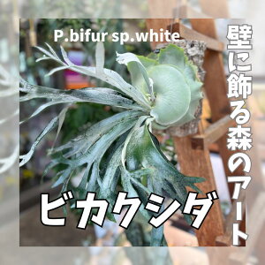 yӂ邳Ɣ[ŁzrJNV_(RE)rtspzCgE-1 P. bifur sp.white OC RNd ϗtA RE CeAO[ vcnK[ SҌ