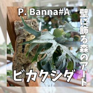 yӂ邳Ɣ[ŁzrJNV_(RE)oi#A P. Banna#A RNd ϗtA RE CeAO[ vcnK[