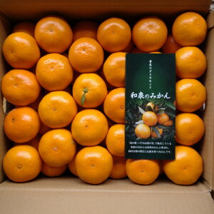 【ふるさと納税】隠れ名産地 和泉みかん温州早生(小玉中玉大玉サイズミックス) 10kg【1535225】