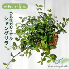 【ふるさと納税】シャングリラ つる性ガジュマル 苔玉 幸福を呼ぶ 観葉植物　2026年3月中旬から発送_ 観葉植物 植物 苔玉 つる性ガジュマル インテリア グリーンインテリア 送料無料 大阪府 和泉市 【1623430】
