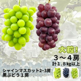 【ふるさと納税】【先行予約】大粒ぶどう3～4房　合計1.8Kg以上(シャインマスカット2～3房+黒ぶどう1房)【配送不可地域：離島】【1762501】