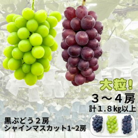 【ふるさと納税】【先行予約】大粒ぶどう3～4房　合計1.8Kg以上(黒ぶどう2房+シャインマスカット1～2房)【配送不可地域：離島】【1762504】