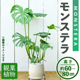 【ふるさと納税】＜観葉植物＞モンステラ(高さ約60〜80cm・巾約40cm、陶器鉢・受け皿付) 観葉植物 植物 大型 インテリア 開店祝い 移転祝い おしゃれ 室内 ギフト プレゼント オフィス モンステラ 陶器鉢 受け皿 個性 【m24-04】【アイエヌエー】