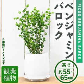 【ふるさと納税】＜観葉植物＞ベンジャミンバロック(6号) (陶器鉢・受け皿付) 観葉植物 植物 インテリア 開店祝い 移転祝い おしゃれ 室内 ギフト プレゼント オフィス 陶器鉢 受け皿 玄関 小型 個性【m24-11】【アイエヌエー】