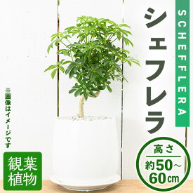 【ふるさと納税】＜観葉植物＞シェフレラ(6号) (陶器鉢・受け皿付) 観葉植物 植物 インテリア 開店祝い 移転祝い おしゃれ 室内 ギフト プレゼント オフィス 陶器鉢 受け皿 玄関 小型 個性【m24-12】【アイエヌエー】