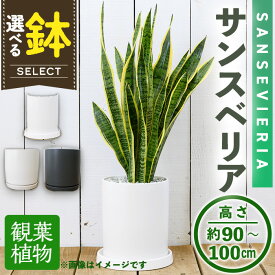 【ふるさと納税】＜観葉植物・選べる鉢＞サンスベリア(7号) (陶器鉢・受け皿付) 観葉植物 植物 インテリア 開店祝い 移転祝い おしゃれ 室内 ギフト プレゼント オフィス 陶器鉢 受け皿 玄関 小型個性【m24-16】【アイエヌエー】