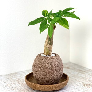 パキラ 観葉植物 観葉植物の人気商品 通販 価格比較 価格 Com