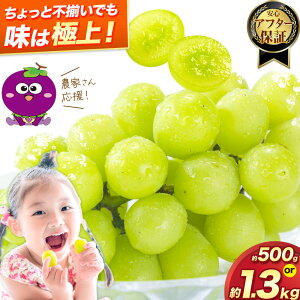 【ふるさと納税】【楽天限定】ちょっと不揃いでも味は極上! 訳あり シャインマスカット約500g or 約650g or 約1kg or 約1.3kg 選べる 内容量 《2026年8月上旬-8月下旬頃出荷》訳あり シャイン マスカ