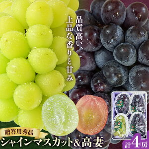 【ふるさと納税】先行予約 贈答用 秀品 シャインマスカット 1房 高妻 3房 計4房セット 約1.8kg 北ぶどう農園《2026年8月上旬-8月下旬頃出荷》大阪府 羽曳野市 ぶどう マスカット 果物 フルーツ