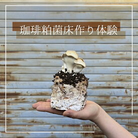 【ふるさと納税】 珈琲粕菌床作り体験