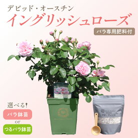 【ふるさと納税】【高評価★4.0以上】 選べる 種類 カラー！【 イングリッシュローズ 】 デビッド・オースチン つるバラ鉢苗 バラ鉢苗（バラ専用肥料付）バラ 苗 肥料付 植物 花 薔薇 バラ苗 植物 鑑賞 ローズ ガーデニング 薔薇苗 フラワー