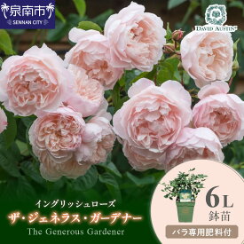 【ふるさと納税】【イングリッシュローズ】デビッド・オースチン ザ・ジェネラス・ガーデナー 6L鉢苗（バラ専用肥料付）