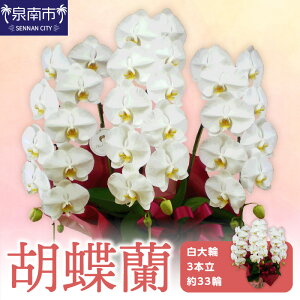yӂ邳Ɣ[ŁzӒ 3{ 33ցyzsnFkCEEz