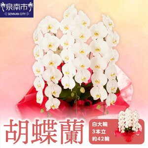 yӂ邳Ɣ[ŁzӒ 3{ 42ցyzsnFkCEEz