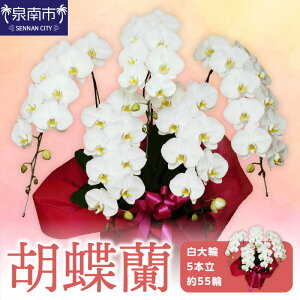 yӂ邳Ɣ[ŁzӒ 5{ 55ցyzsnFkCEEz