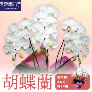 yӂ邳Ɣ[ŁzӒ 3{ 24