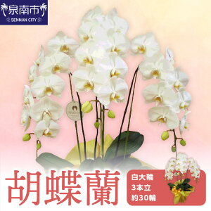 yӂ邳Ɣ[ŁzӒ 3{ 30ցyzsnFkCEEz