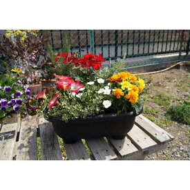 【ふるさと納税】季節の花の寄せ植え 20cm鉢